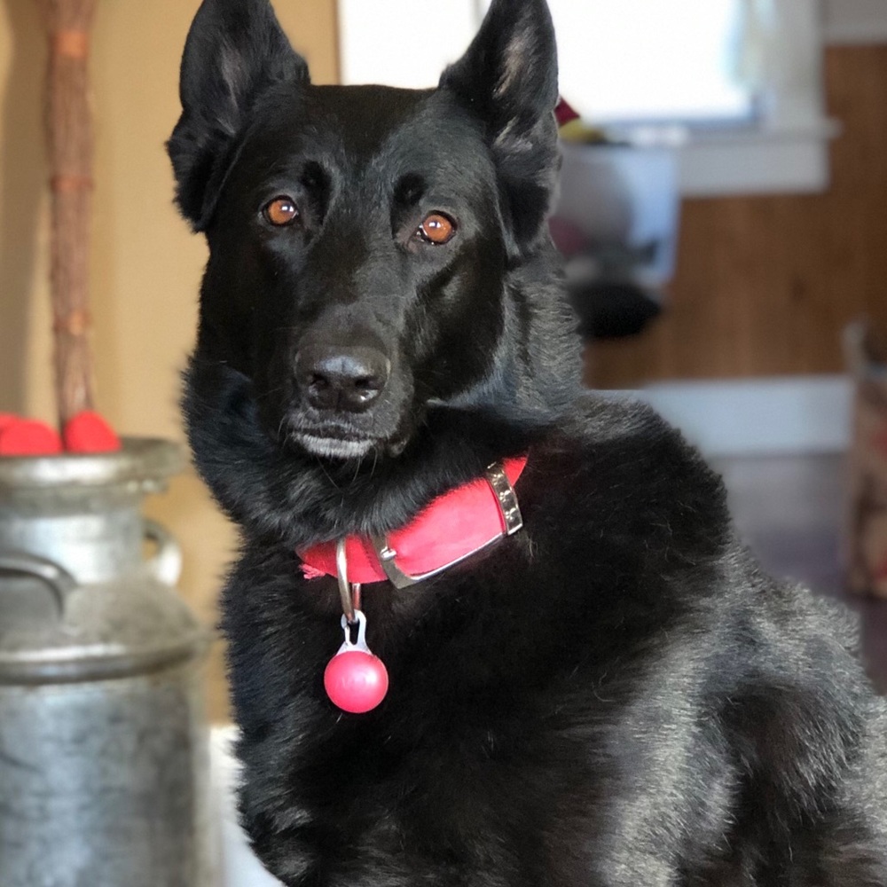 Meet your Posher, Sam